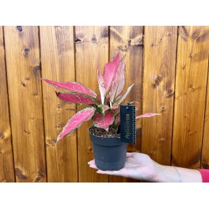 Aglaonéma (Aglanoema) ´CHERRY BABY´ - výška 25-30 cm, kont. C1L